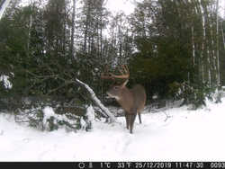 Deer Hunting In Maine!